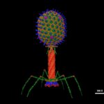 <p>An atomic structural model of a T4 phage, which is the type edited in this research. (Credit: Dr. Victor Padilla-Sanchez/Wikimedia Commons)</p>
 