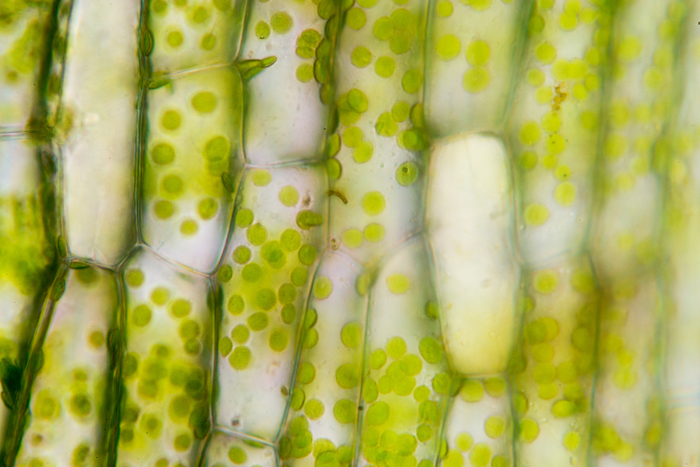 <p>A microscopy image of plant cells showing their rigid walls, which are given structure by cellulose.</p>
